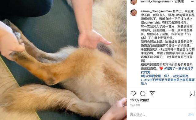 48岁郑秀文帮15岁爱犬按摩拉筋,尽职尽责陪它走完最后一程巴拉啦解说