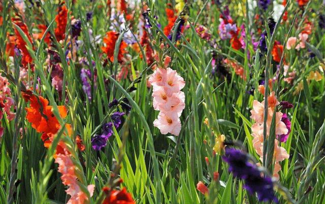 注意这几个小细节，剑兰爆盆无压力，一看就能学会