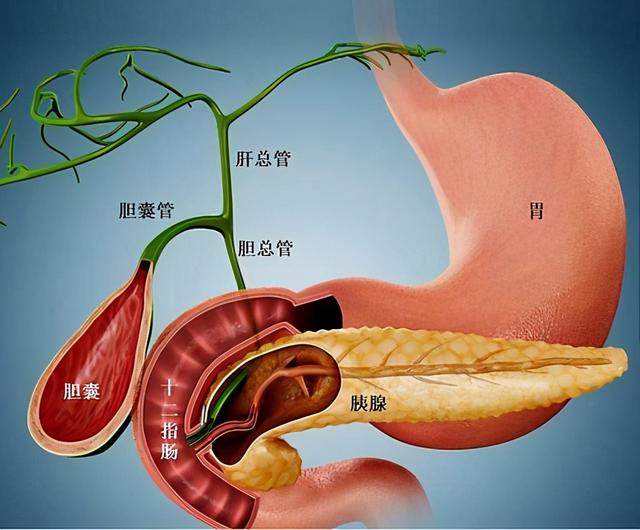 胆囊结石嵌顿，胆囊管阻塞和胆囊炎发作时，功能会发生很多紊乱