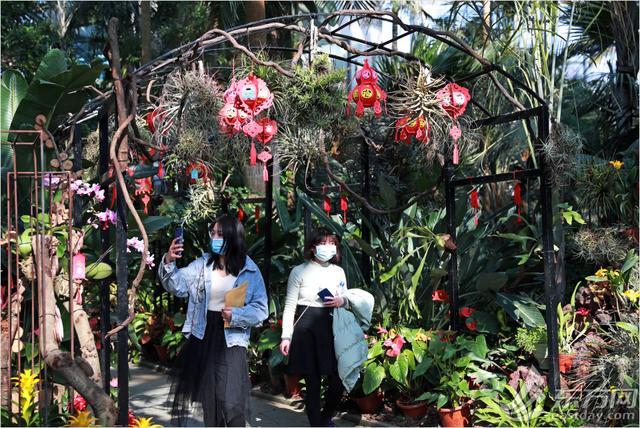 年宵|“属牛”的植物哪里有？年宵花展年味浓