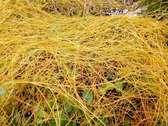 救命！入侵植物爬进院子，三年都杀不完