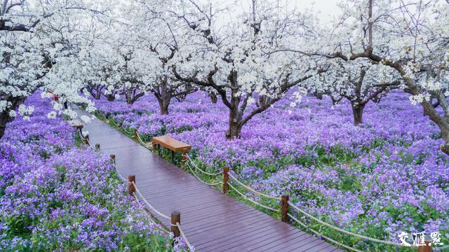 「全国党媒信息公共平台」5G+VR+4K!交汇点带您云赏江苏