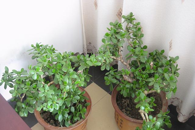 天冷养玉树盆栽，满足3条件，加速木质化成老桩