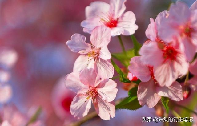 #趣旅游#园内3万多株樱花树 为世界三大赏樱胜地之一 最美花期却仅有七天