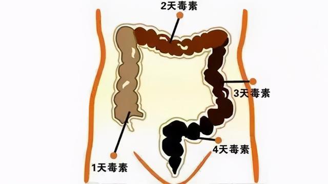 宿便毒素，一按这里，全排出来了