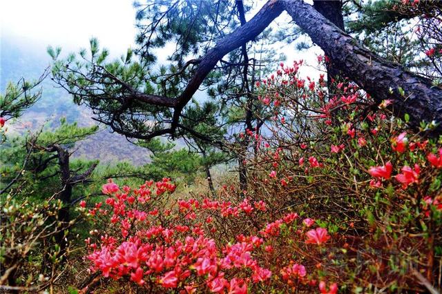 「全国党媒信息公共平台」金视界 | 商城县：女人寨上杜鹃红