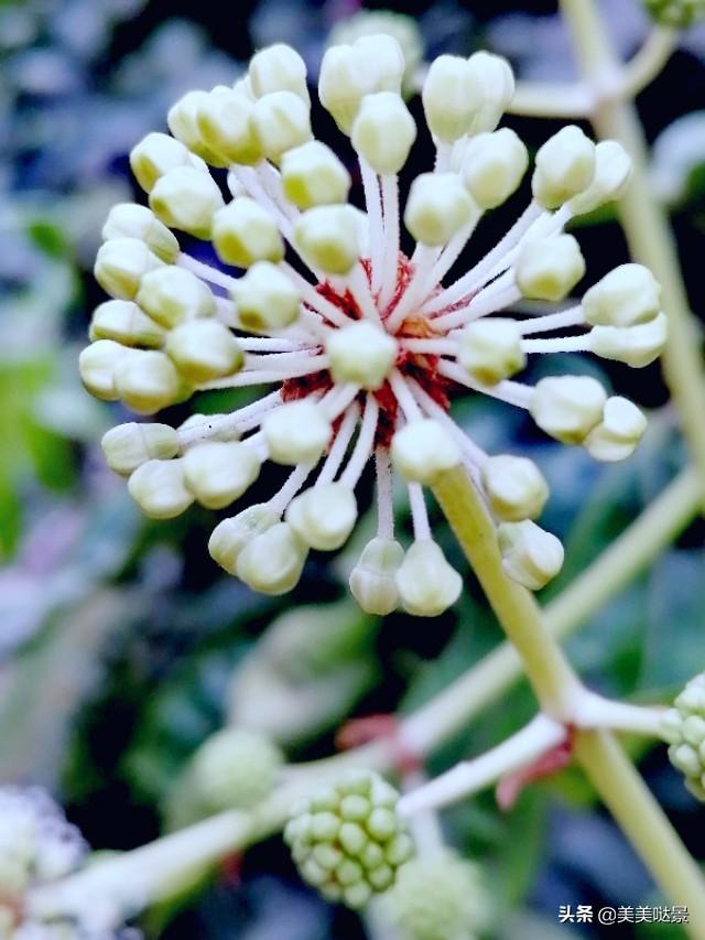 美丽的八角金盘花，花朵更加靓丽迷人，优雅别致