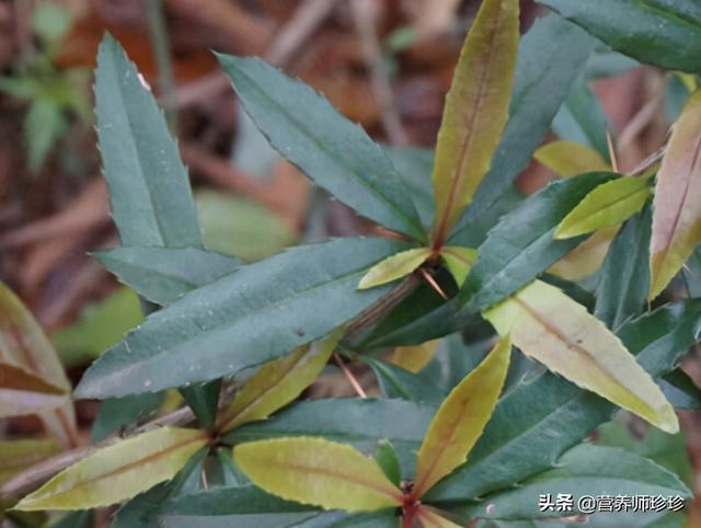 山上一种植物，味道虽苦，作用却不小，只是很多人不知道，了解下