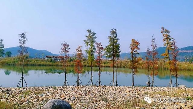 中法|新春“开门红”一大批“大竹海”文旅项目落地投用