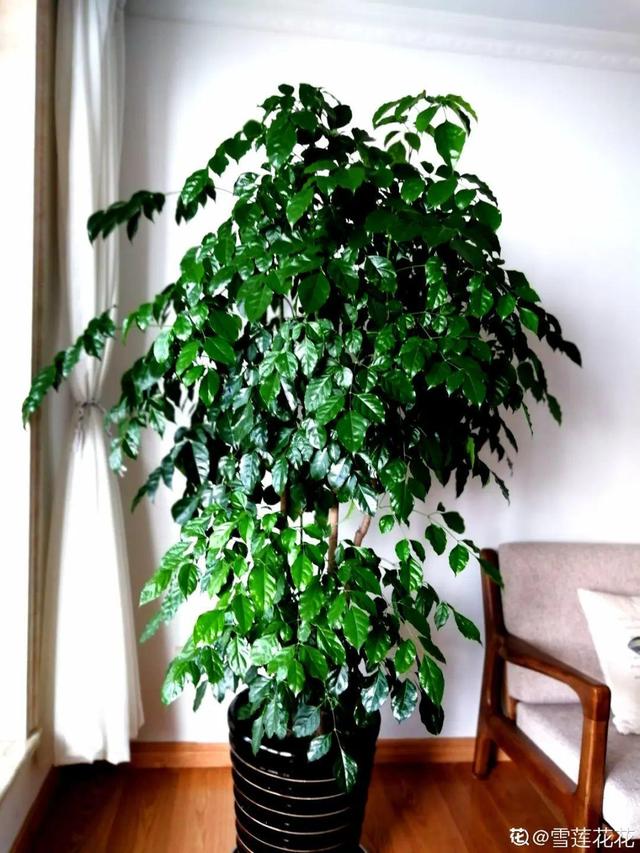 15种镇宅花，家里摆一盆，镇宅旺运超霸气