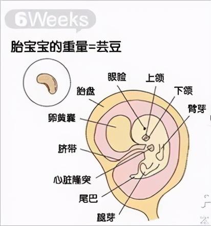 试管「毕业超」，究竟是啥意思？