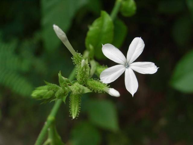 这3种花的名字相似，只有一字之差，种植方法却大不相同