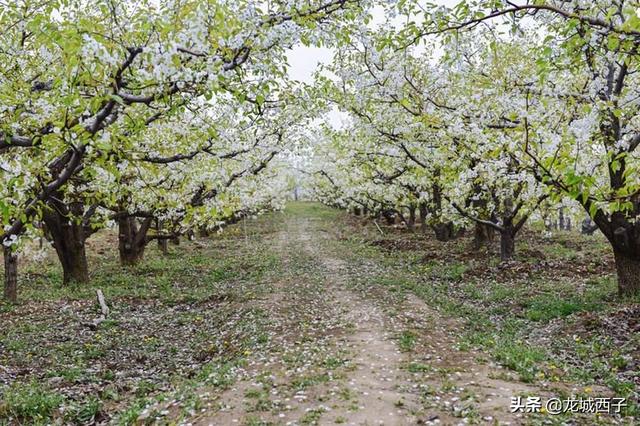 『旅行百事通』阳春三月、春暖花开，旅途中请注意您的言行举止，可否？