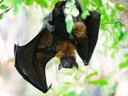 Bat (Modern Poetry)