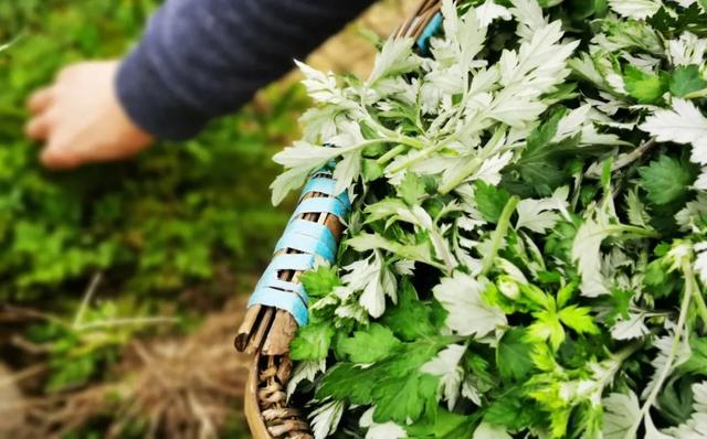 山药|天热没胃口？i金山小编亲测做出这些专属夏日的绿意美食，保证个个治愈你