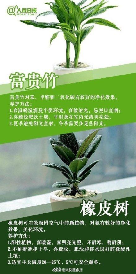 植物|家里常养这些植物，好看又有利健康