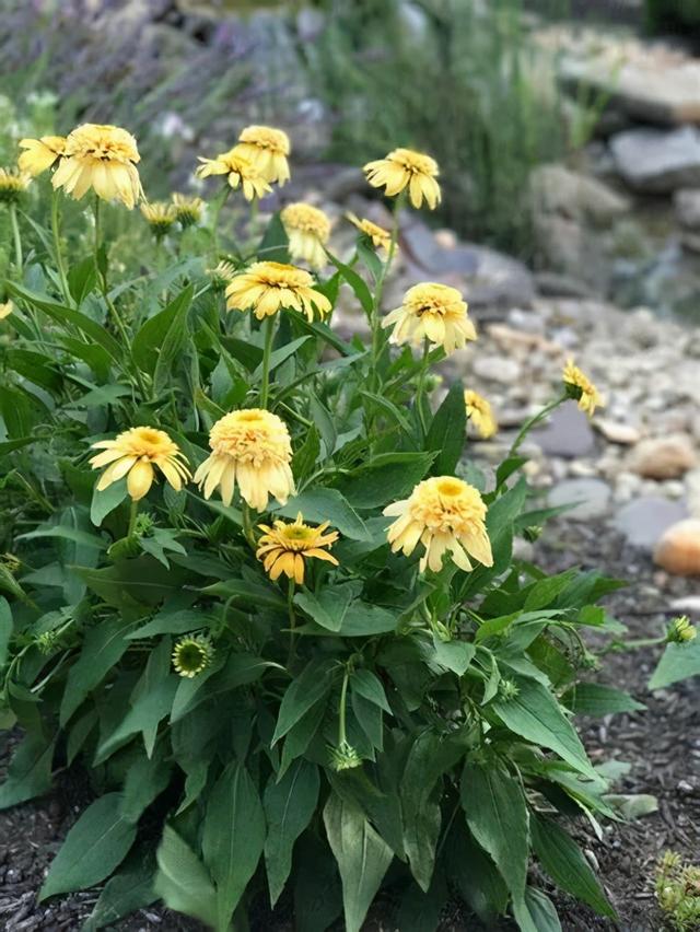 夏季庭院里一抹浓艳的色彩——松果菊