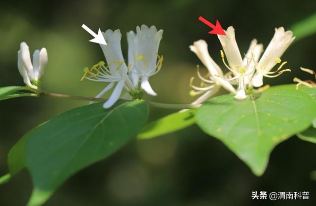 被子植物：我就是要开最多彩的花，传最高效的粉！