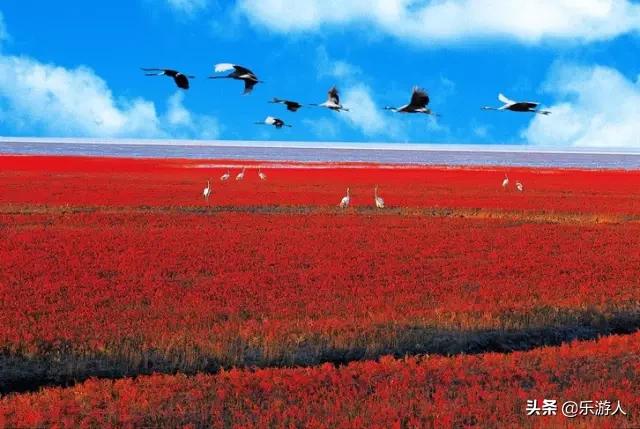 #行路万里#辽宁竟私藏了一片颜值超高的红海滩