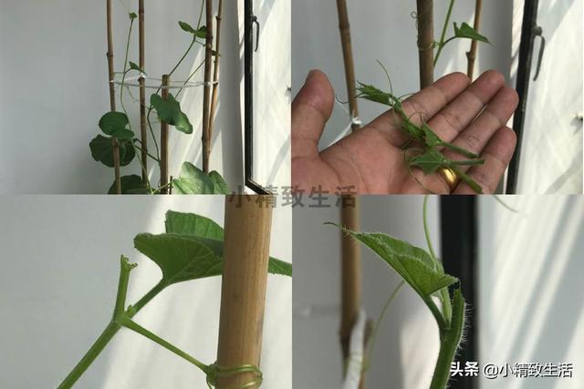 葫芦|简单7步，在阳台种小葫芦，一盆结十几个，随便盘