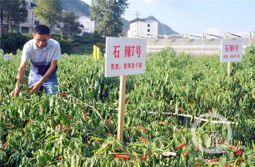 不麻不辣不重庆《重庆调味农产地图》了解一下