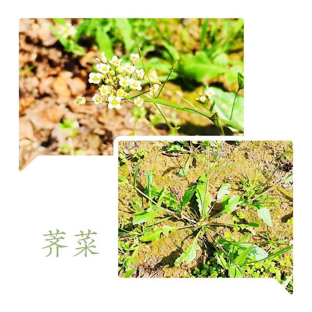 你的育儿经：最美四月天 海安市长江路幼儿园在等你