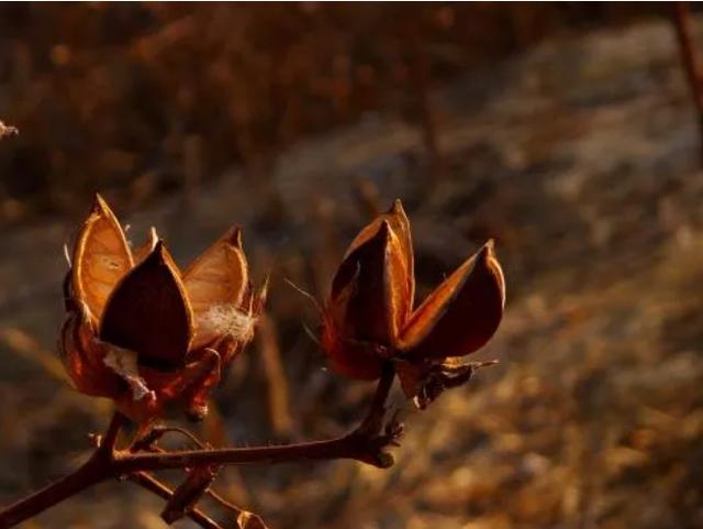 棉花|小铭切瓜 | 万万没想到，中国的棉花不但能够做衣服还能治病