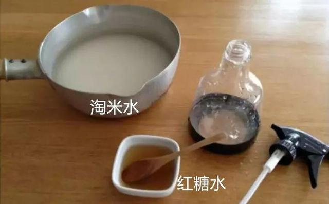 甲硝唑|淘米水加点料，没有异味，肥效能翻10倍，养啥花都旺