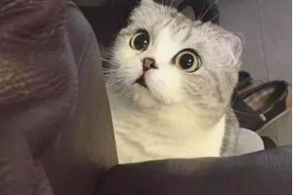 丁药园|在发明眼镜几百年前就得了近视，古人要怎么应对工作生活中的不便