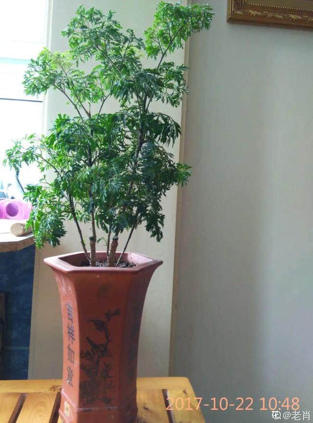 15种镇宅花，家里摆一盆，镇宅旺运超霸气