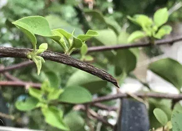 长寿花|这花就得饿着养，盆小水少，叶子越剪长得越旺！