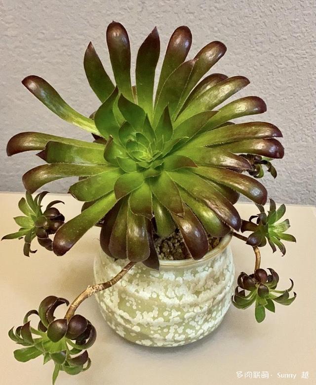 吹响多肉的号角，默默养我的菜