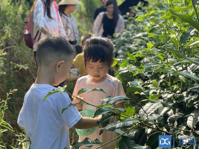 温柔大叔|妈咪HOME父亲节活动:爸爸去哪?摘茶炒茶滑草
