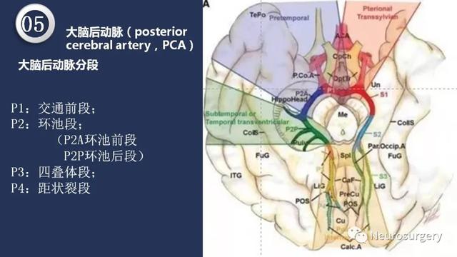 头颈动脉系统相关解剖