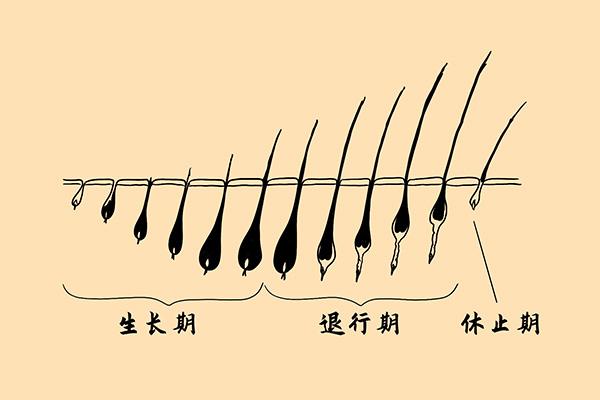 生长|为什么眉毛不会像头发那样一直生长？