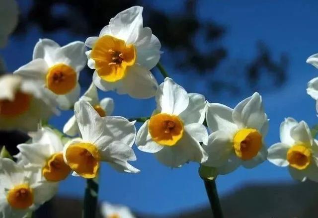 水仙花|水仙竟然只开花不结果？原因在此