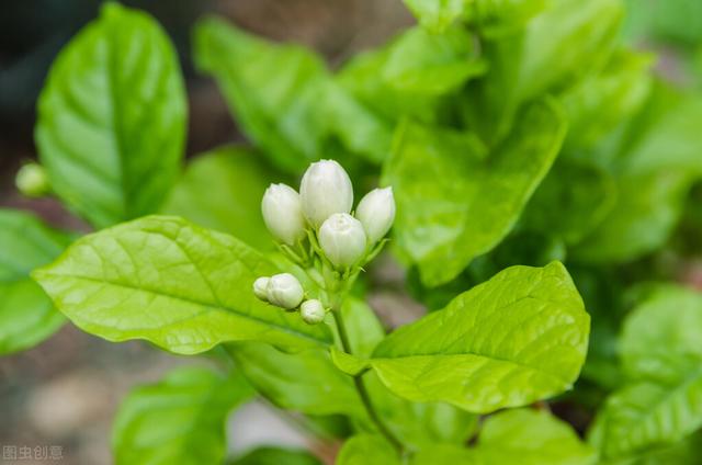 不耐冻的茉莉花，天气变冷之后防冻要趁早，几个防冻措施了解一下