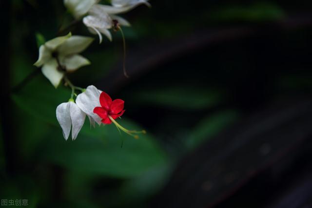 温度不达标，逛花市别买10种花，白花钱