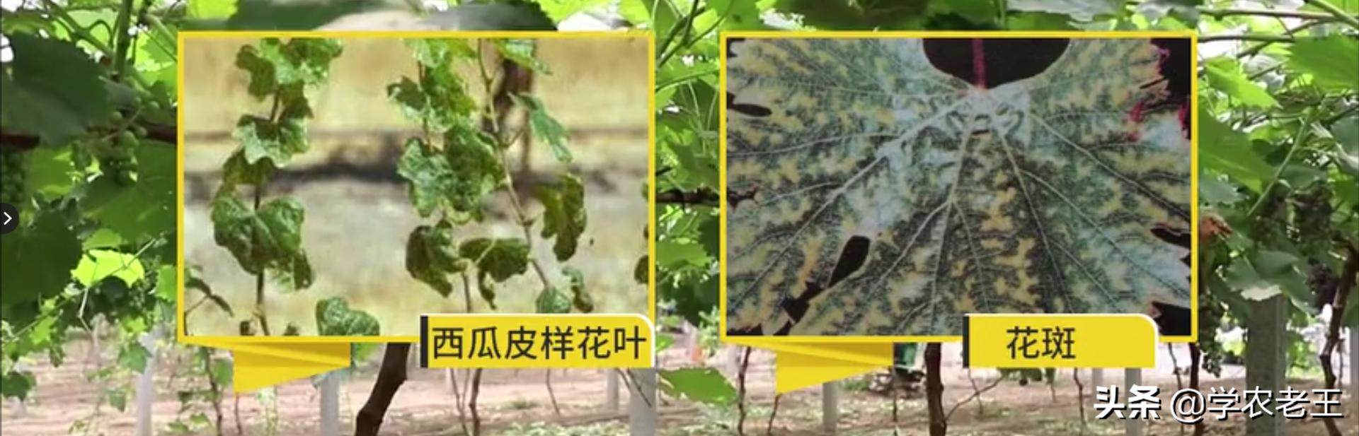 巨峰葡萄大小粒,影响品相怎么办?了解3大原因,这样