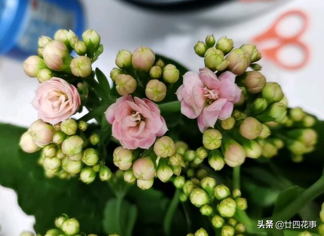 11月份，3种花易“懒花”，不“上点手段”，只长叶不见花