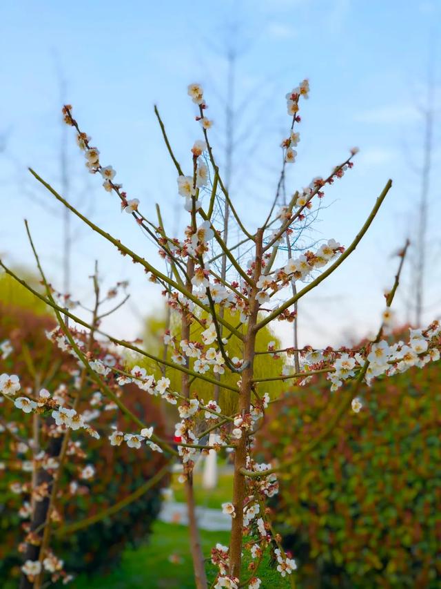 「旅行百事通」实名曝光西安这几个地方的春天，太美了…