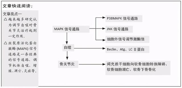 骨关节炎软骨细胞自噬及丝裂原活化蛋白激酶信号通路的调控