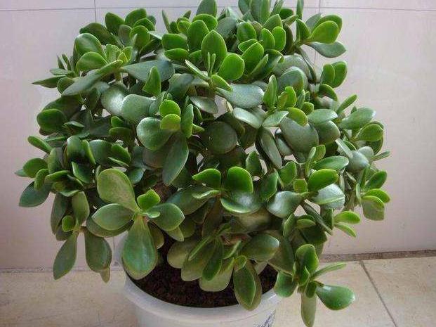 懒人不适合养花？错！选择这5种，不挑土，耐干旱，不管它都长