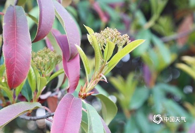 中国天气网:河南驻马店阳光明媚 春花烂漫正当时