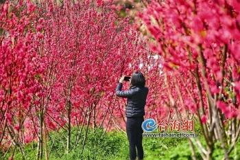 「玩乐足迹」桃花烂漫三月天 漳州港虎甲山百米桃林竞相绽放
