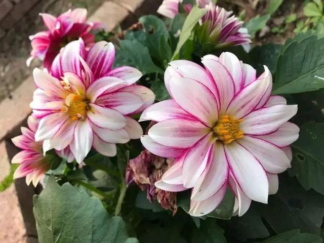 一种听名字很土气的花，开花却是拳头大，盆栽养护更注重方法