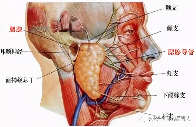 腮帮子长肉，警惕腮腺肿瘤