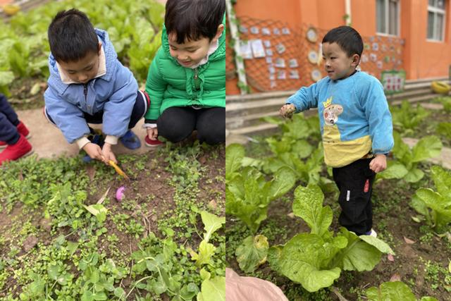 江安县迎安镇中心幼儿园中一班：探索植物的成长