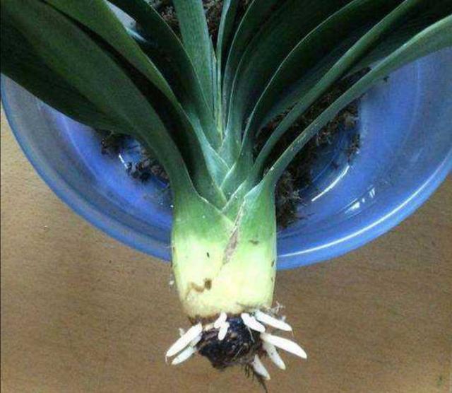 君子兰烂根不要扔，用这种方法处理，一个月长满新根