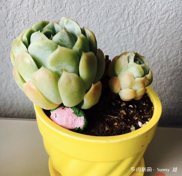 爱肉爱宝，不离不弃，未来可期